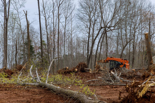 Professional Tree Services in Camanche Village, CA