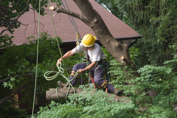 How Our Tree Care Process Works  in  Camanche Village, CA